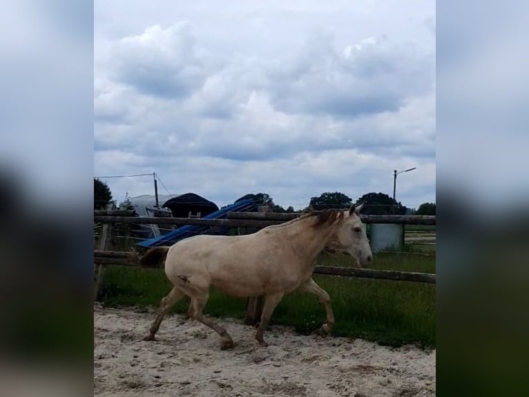 Lusitanos Mix Stute 5 Jahre 147 cm Champagne in R&#xF6;dinghausen