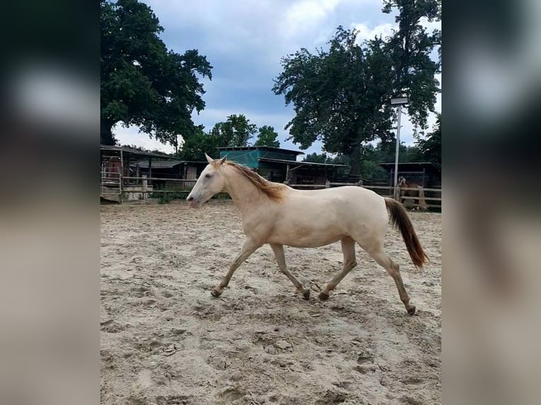 Lusitanos Mix Stute 5 Jahre 147 cm Champagne in R&#xF6;dinghausen