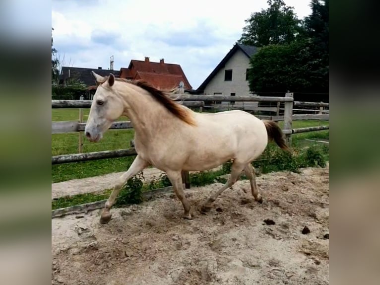 Lusitanos Mix Stute 5 Jahre 147 cm Champagne in R&#xF6;dinghausen