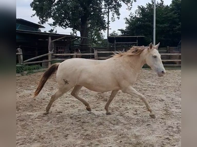 Lusitanos Mix Stute 5 Jahre 147 cm Champagne in R&#xF6;dinghausen