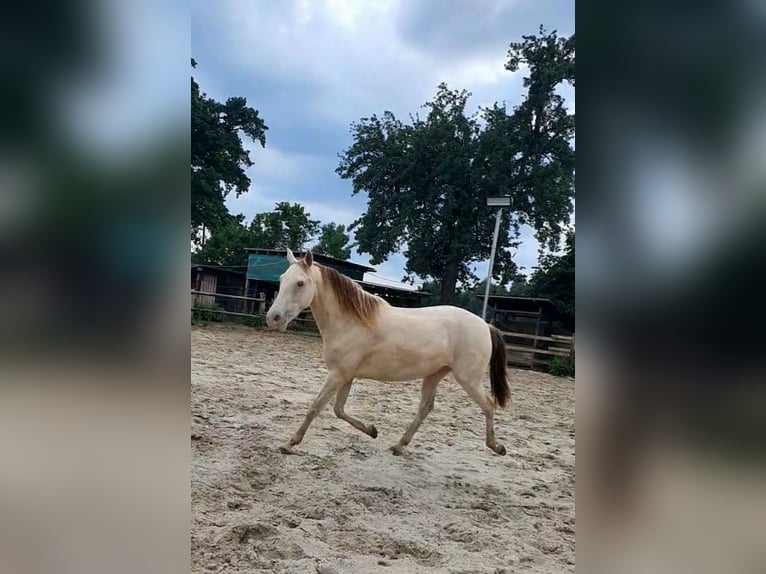 Lusitanos Mix Stute 5 Jahre 147 cm Champagne in R&#xF6;dinghausen