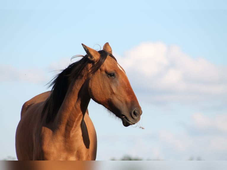 Lusitanos Stute 5 Jahre 150 cm Grullo in Canly