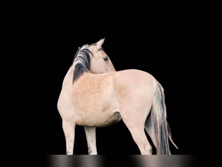 Lusitanos Stute 5 Jahre 150 cm Grullo in Canly