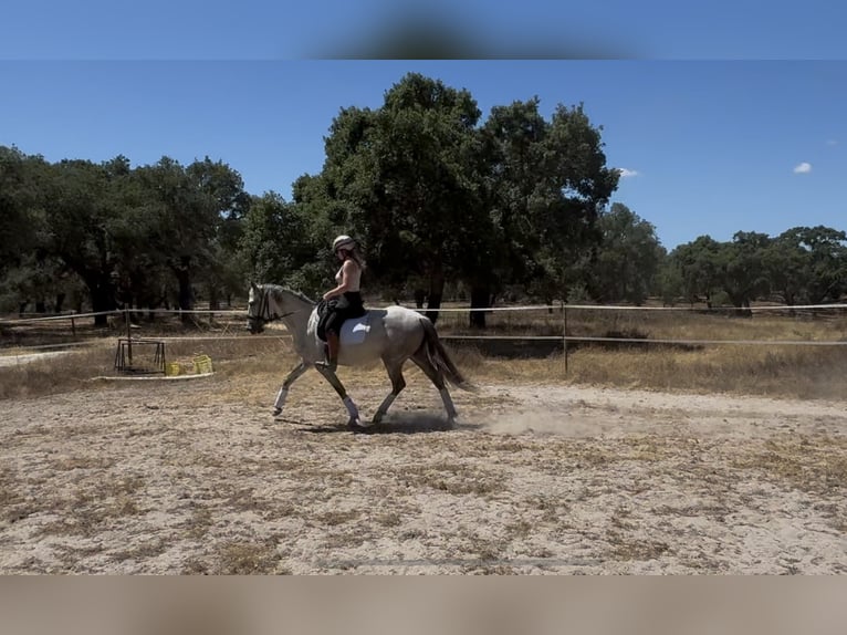 Lusitanos Stute 5 Jahre 150 cm Kann Schimmel werden in Coruche
