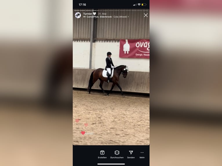Lusitanos Stute 5 Jahre 155 cm Brauner in Lollar