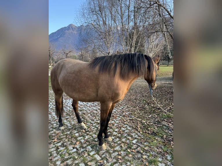 Lusitanos Mix Stute 5 Jahre 155 cm Buckskin in Morbegno