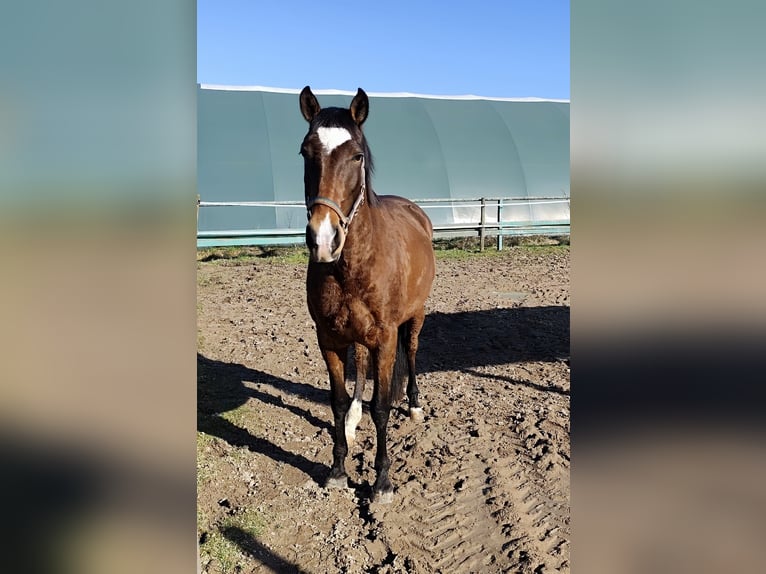 Lusitanos Stute 5 Jahre 156 cm Brauner in Groß-Umstadt
