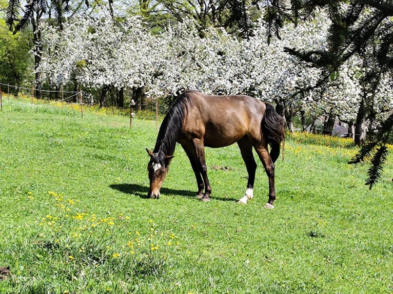 Lusitanos Stute 5 Jahre 156 cm Brauner in Groß-Umstadt