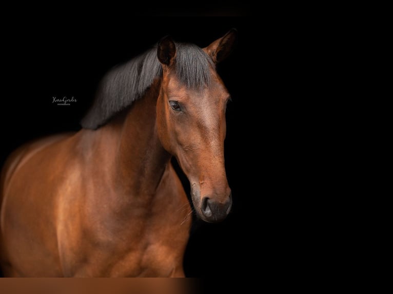 Lusitanos Stute 5 Jahre 157 cm Brauner in Mussel