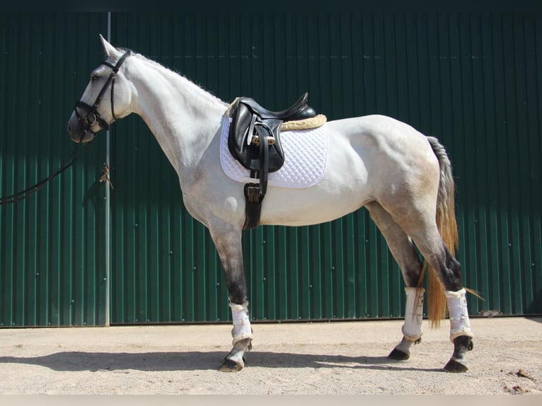 Lusitanos Stute 5 Jahre 158 cm Apfelschimmel in Silves