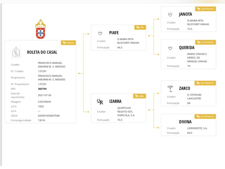 Lusitanos Stute 5 Jahre 158 cm Dunkelbrauner in Vale da Pedra