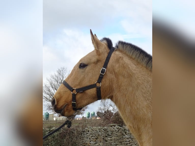Lusitanos Stute 5 Jahre 158 cm Falbe in Las Uces