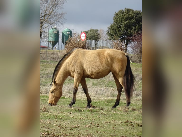 Lusitanos Stute 5 Jahre 158 cm Falbe in Las Uces