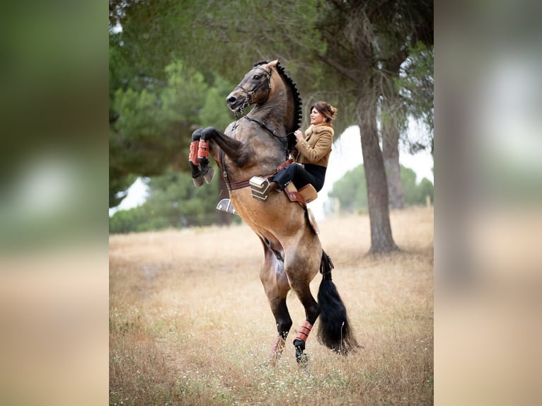 Lusitanos Stute 5 Jahre 158 cm Rappe in Nancy