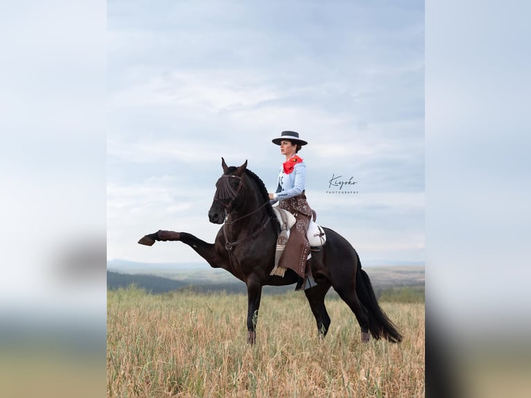 Lusitanos Stute 5 Jahre 158 cm Rappe in Nancy
