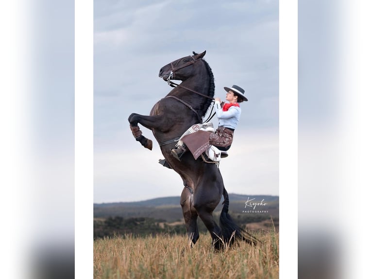Lusitanos Stute 5 Jahre 158 cm Rappe in Nancy