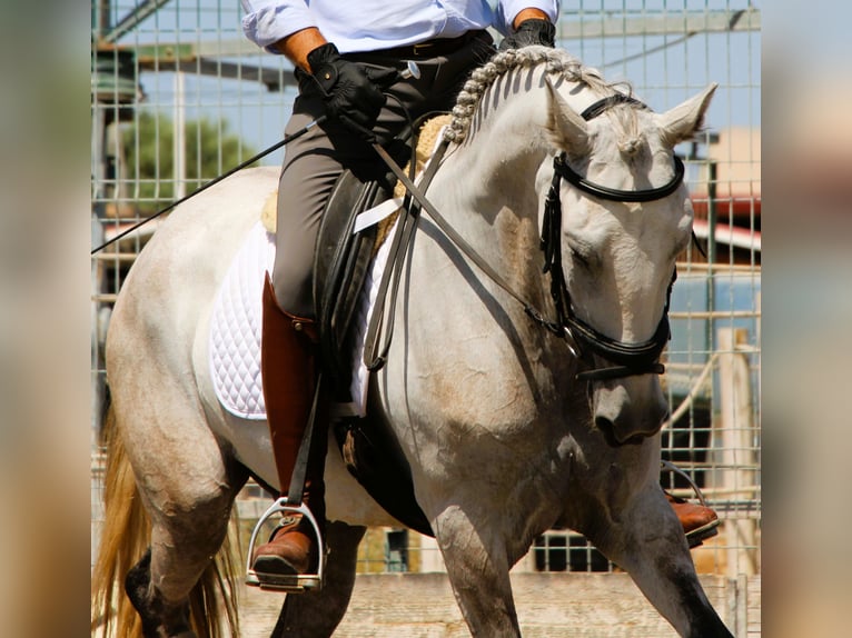 Lusitanos Stute 5 Jahre 158 cm Rotschimmel in Silves