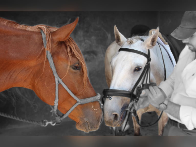 Lusitanos Stute 5 Jahre 158 cm Rotschimmel in Silves