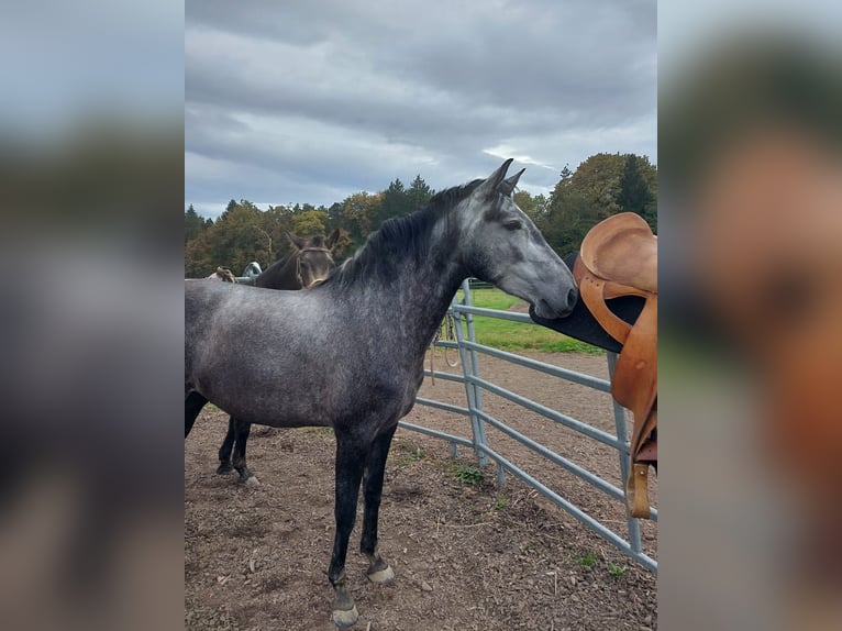 Lusitanos Stute 5 Jahre 159 cm  in Weinburg
