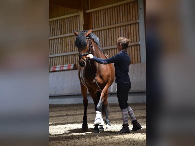 Lusitanos Stute 5 Jahre 160 cm Brauner in Reichling