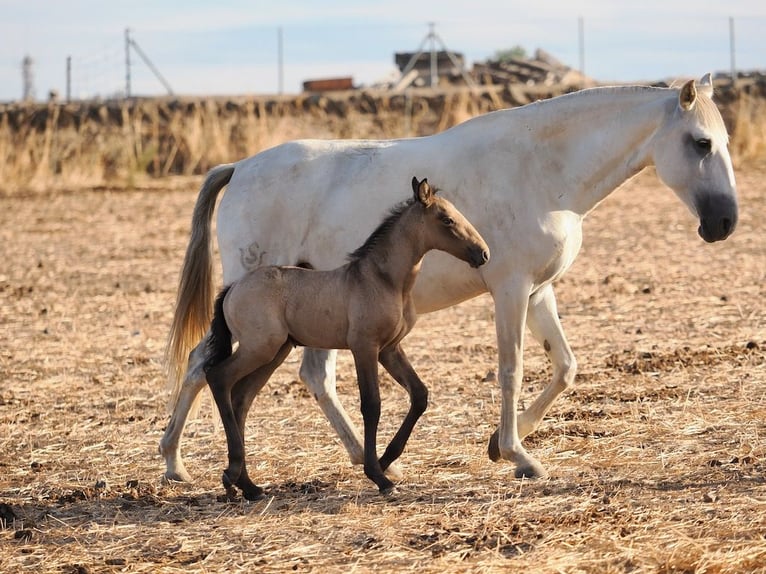 Lusitanos Stute 5 Jahre 160 cm Schimmel in Navas Del Madroño