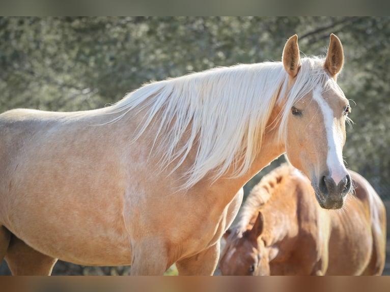 Lusitanos Mix Stute 5 Jahre 161 cm Palomino in Alcoi/Alcoy