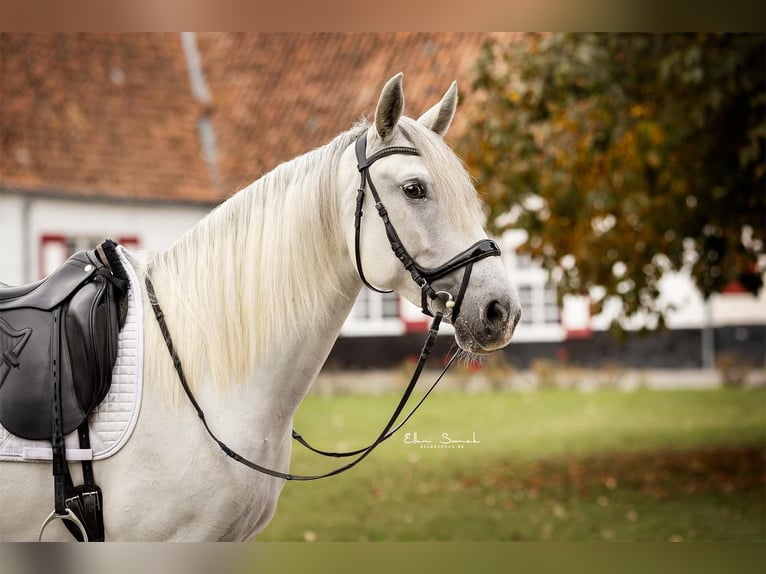 Lusitanos Stute 5 Jahre 161 cm Schimmel in Blankenberge