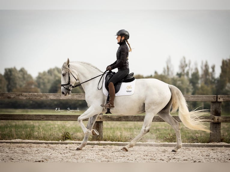 Lusitanos Stute 5 Jahre 161 cm Schimmel in Blankenberge