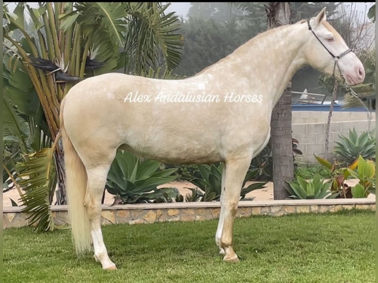 Lusitanos Stute 5 Jahre 163 cm in Sevilla