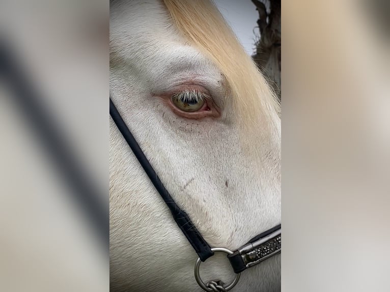 Lusitanos Stute 5 Jahre 163 cm in Sevilla