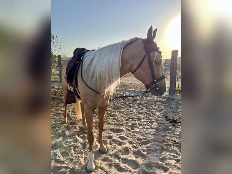 Lusitanos Mix Stute 5 Jahre 163 cm Palomino in Alcoi/Alcoy