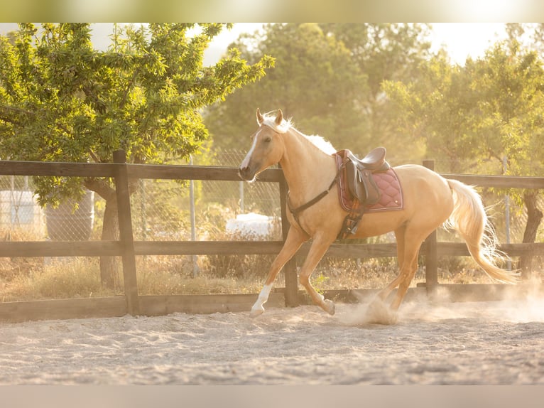 Lusitanos Mix Stute 5 Jahre 163 cm Palomino in Alcoi/Alcoy