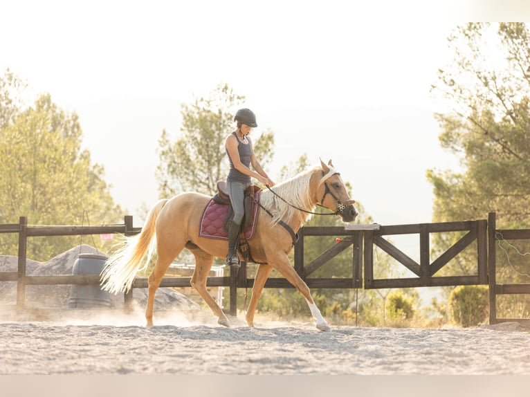 Lusitanos Mix Stute 5 Jahre 163 cm Palomino in Alcoi/Alcoy