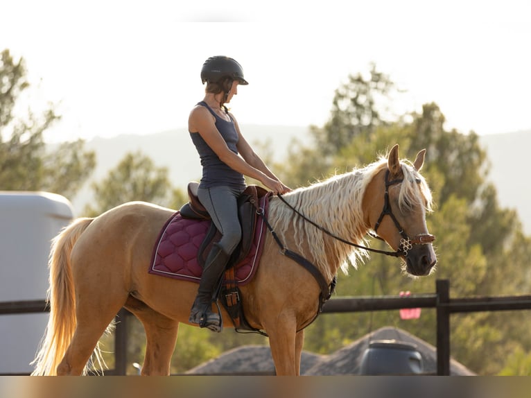Lusitanos Mix Stute 5 Jahre 163 cm Palomino in Alcoi/Alcoy