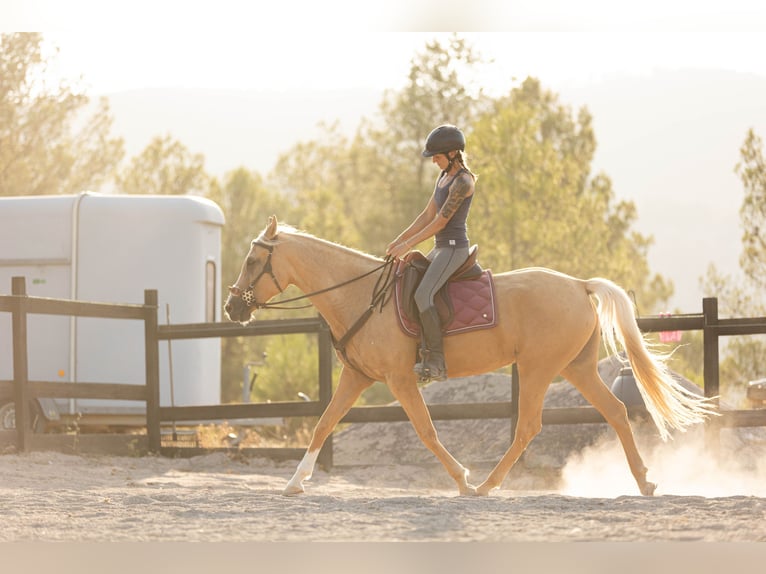 Lusitanos Mix Stute 5 Jahre 163 cm Palomino in Alcoi/Alcoy