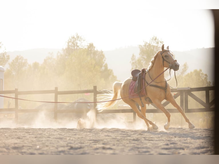 Lusitanos Mix Stute 5 Jahre 163 cm Palomino in Alcoi/Alcoy