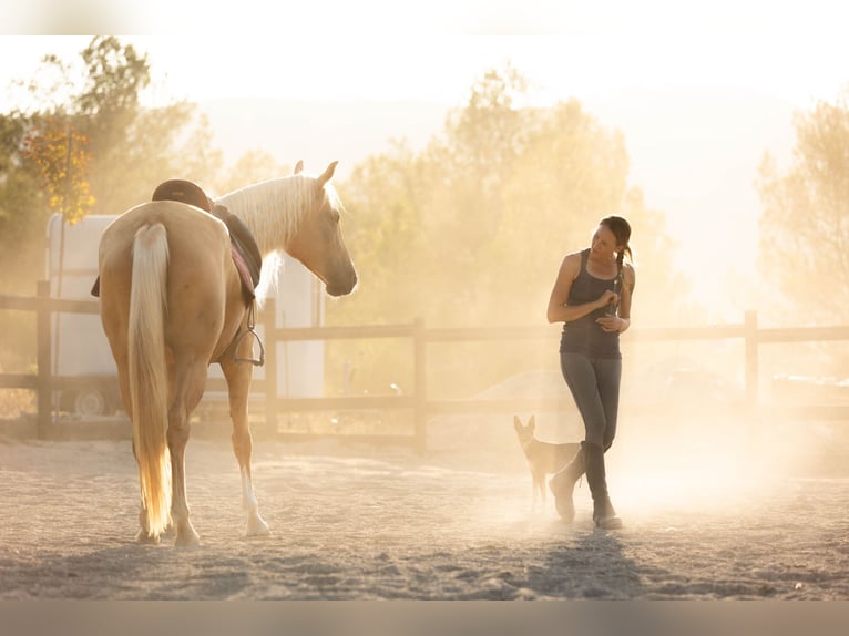 Lusitanos Mix Stute 5 Jahre 163 cm Palomino in Alcoi/Alcoy