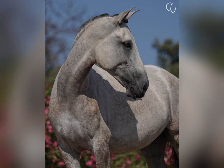 Lusitanos Stute 5 Jahre 166 cm Rappschimmel in Agua Derramada