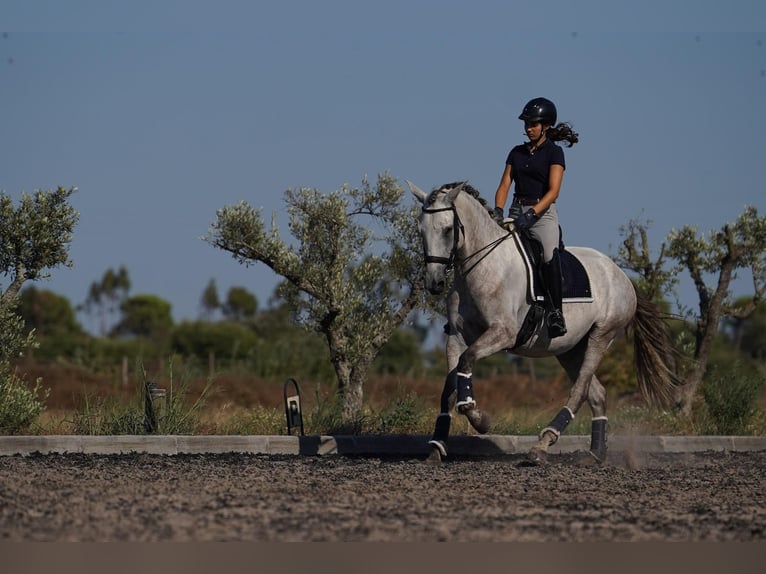 Lusitanos Stute 5 Jahre 166 cm Rappschimmel in Agua Derramada