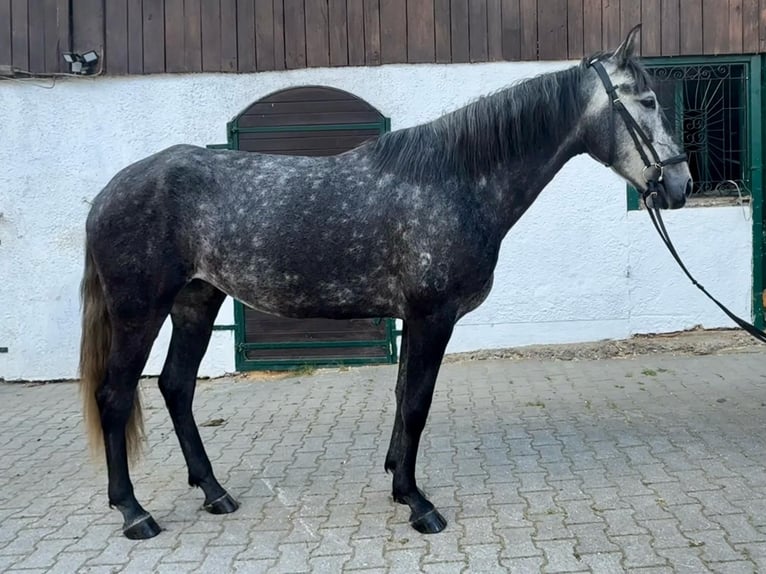 Lusitanos Stute 5 Jahre Kann Schimmel werden in Grafenwiesen