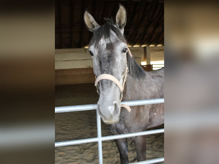 Lusitanos Stute 5 Jahre Kann Schimmel werden in Grafenwiesen