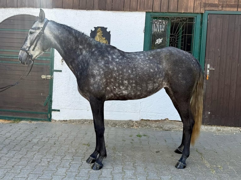 Lusitanos Stute 5 Jahre Kann Schimmel werden in Grafenwiesen