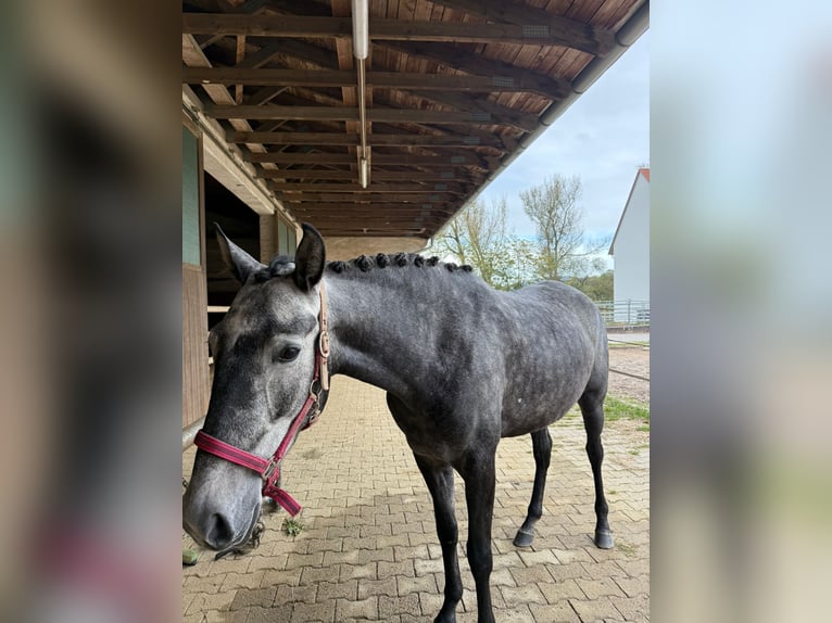 Lusitanos Stute 5 Jahre Kann Schimmel werden in Grafenwiesen