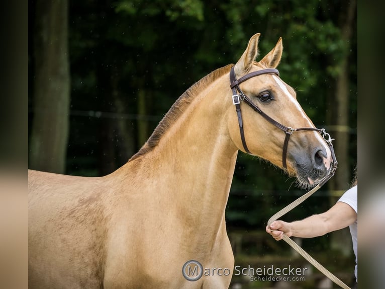 Lusitanos Stute 6 Jahre 152 cm Red Dun in Fuchstal