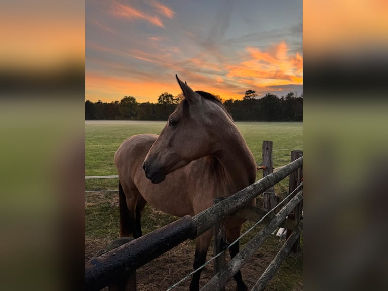Lusitanos Stute 6 Jahre 155 cm Buckskin in Kakenstorf