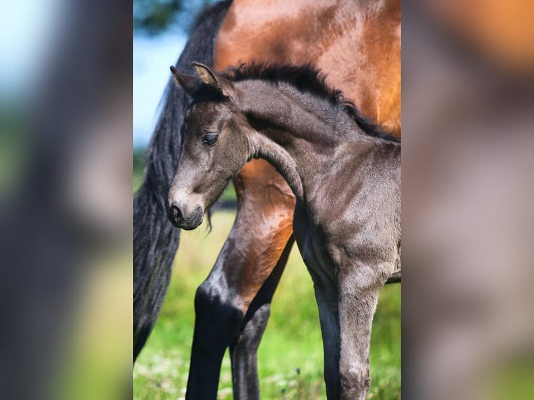Lusitanos Stute 6 Jahre 157 cm Brauner in Mussel