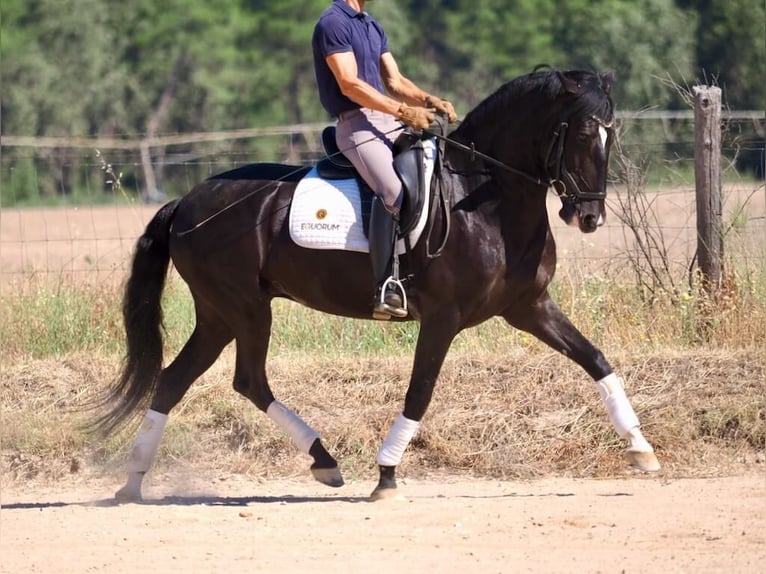 Lusitanos Stute 6 Jahre 157 cm Rappe in Navas Del Madroño