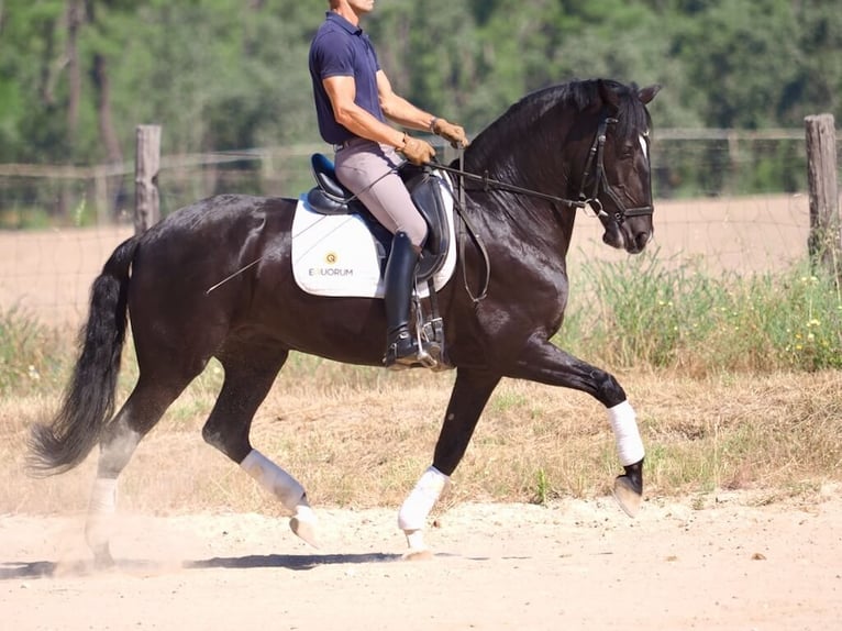 Lusitanos Stute 6 Jahre 157 cm Rappe in Navas Del Madroño