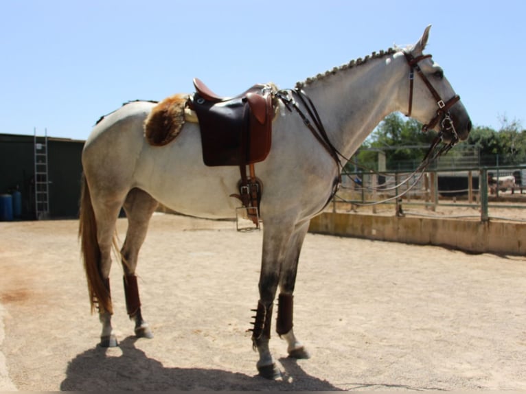 Lusitanos Stute 6 Jahre 158 cm Apfelschimmel in Silves