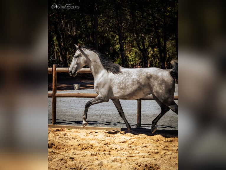 Lusitanos Stute 6 Jahre 158 cm Rotschimmel in S&#xE3;o Teot&#xF3;nio